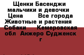 Щенки Басенджи ,мальчики и девочки › Цена ­ 1 - Все города Животные и растения » Собаки   . Кемеровская обл.,Анжеро-Судженск г.